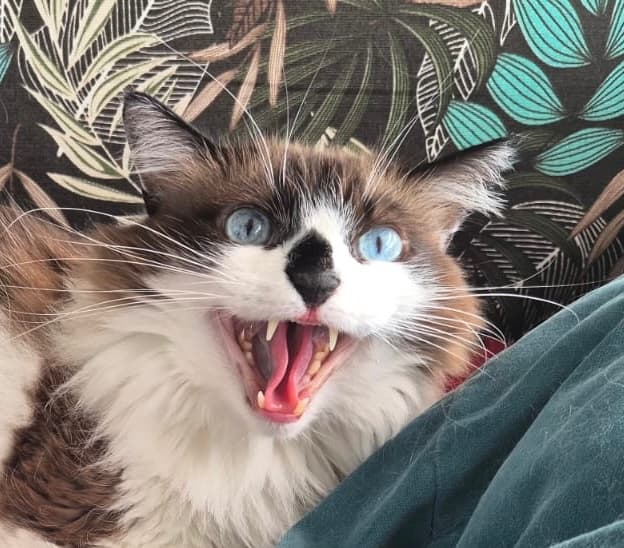 Gato peludo de olhos azuis com a boca aberta mostrando os dentes e a língua.